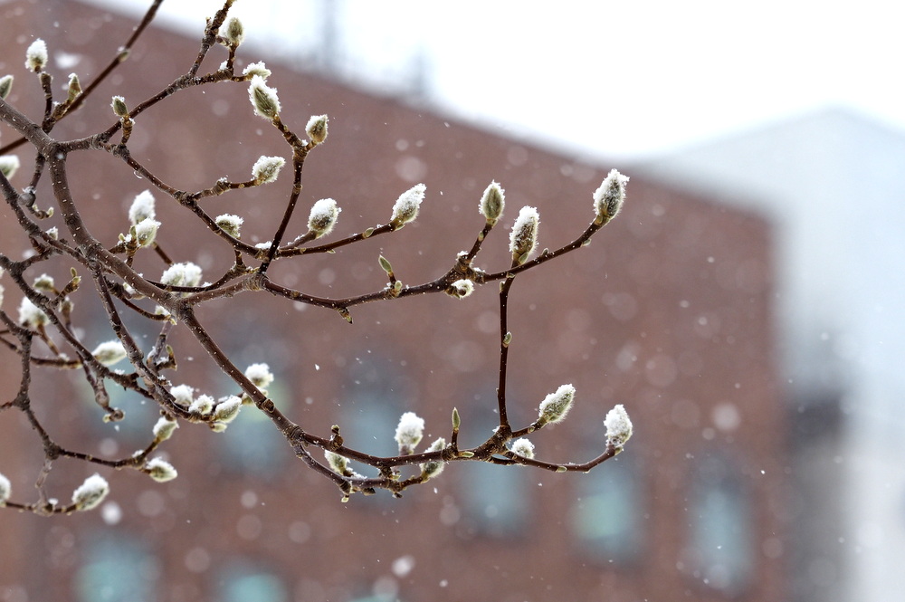 2月の木蓮（第69回さっぽろ雪まつり）