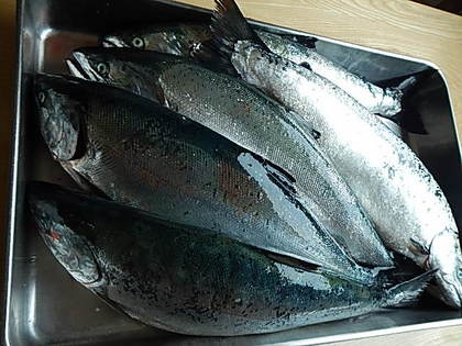 津軽海峡産サクラ鱒