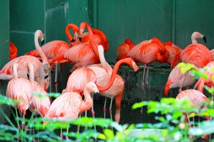 フラミンゴ