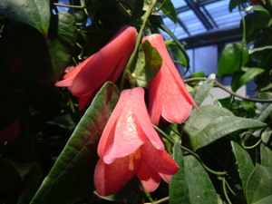 ラバゲリア・ロセアの花