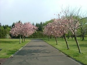 桜並木？