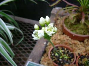 ハエトリグサ花