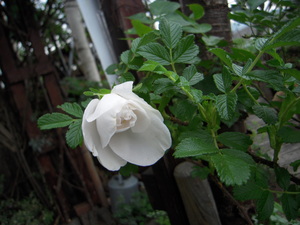 20110622-07.JPG