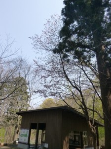 森の桜-Ｂ